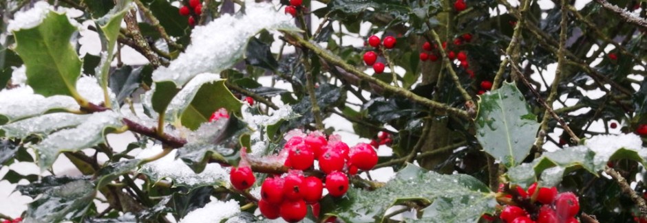 ilex im schnee